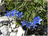 Gentiana froelichii